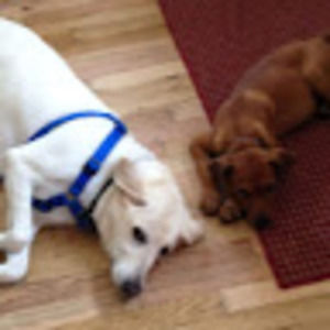 Meet your Posher, Abigail